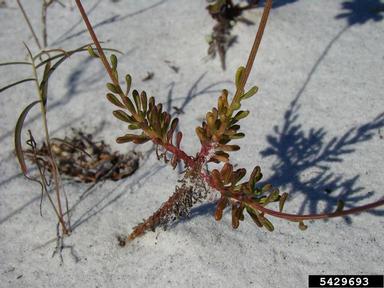 coastal plain honeycombhead, Balduina angustifolia  (Asterales: Asteraceae) - 5429693