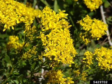 woody goldenrod, Chrysoma pauciflosculosa  (Asterales: Asteraceae) - 5429702