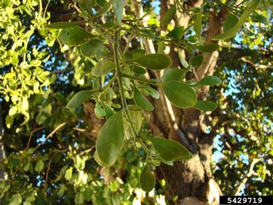 oak mistletoe (Phoradendron leucarpum ) on Callery pear (Bradford pear) (Pyrus calleryana ) - 5429719