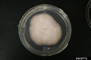 Fusarium wilts, blights, rots and damping-off (Fusarium spp. ) on Quarter strength potato dextrose agar (Fungal Non-selective Media QPDA ) - 5429771
