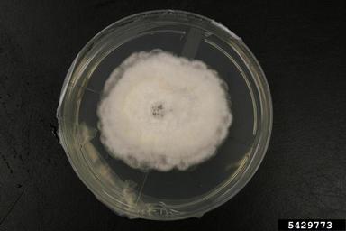 Pestalotia fungi (Pestalotia spp. ) on Quarter strength potato dextrose agar (Fungal Non-selective Media QPDA ) - 5429773