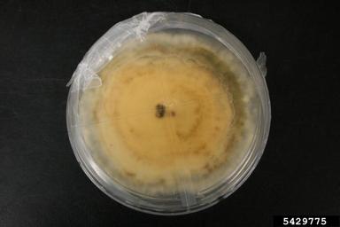 Pestalotia fungi (Pestalotia spp. ) on Quarter strength potato dextrose agar (Fungal Non-selective Media QPDA ) - 5429775
