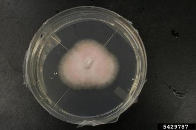 Fusarium wilts, blights, rots and damping-off (Fusarium spp. ) on Quarter strength potato dextrose agar (Fungal Non-selective Media QPDA ) - 5429787