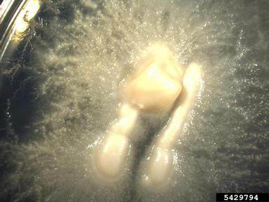 laurel wilt (Raffaelea lauricola ) on Cyclohexamide-streptomycin malt agar (Fungal Selective Media CSMA ) - 5429794