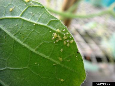 aphids (  ) on bottle gourd (Lagenaria siceraria ) - 5429797
