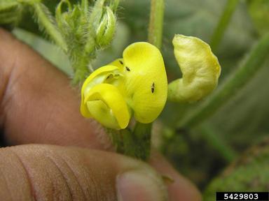 bean flower thrips, Megalurothrips usitatus  (Thysanoptera: Thripidae) - 5429803