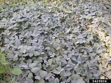 powdery mildew, Leveillula taurica  (Erysiphales: Erysiphaceae) - 5429804