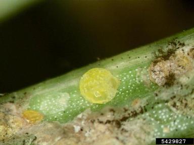 cryptomeria scale (Aspidiotus cryptomeriae ) on fir (Abies spp. ) - 5429827