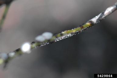 soft scale (Ceroplastes ceriferus ) on gallberry (Ilex glabra ) - 5429864