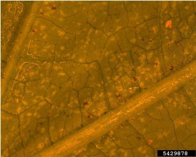 twospotted spider mite, Tetranychus urticae  (Acari: Tetranychidae) - 5429878