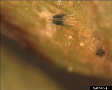 spruce spider mite (Oligonychus ununguis ) on arborvitae (Thuja spp. ) - 5429894