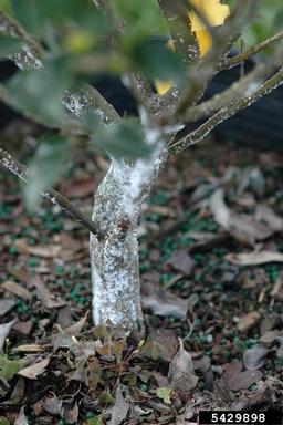 white prunicola scale (Pseudaulacaspis prunicola ) on holly (Ilex spp. ) - 5429898