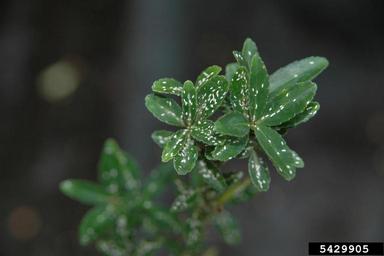 euonymus scale (Unaspis euonymi ) on holly (Ilex spp. ) - 5429905
