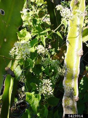 Mikania micrantha Survey,    - 5429914