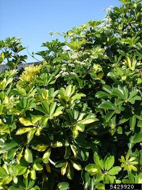 Mikania micrantha Survey,    - 5429920