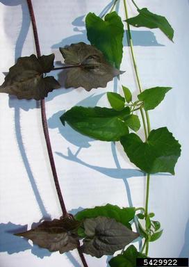 Mikania micrantha Survey,    - 5429922
