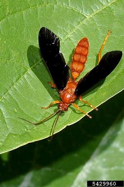 Ichneumonid wasp, Trogus pennator  (Hymenoptera: Ichneumonidae) - 5429960