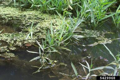 Rambur's Forktail, Ischnura ramburii  (Odonata: Coenagrionidae) - 5429968