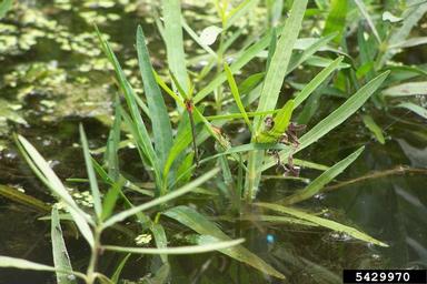 Rambur's Forktail, Ischnura ramburii  (Odonata: Coenagrionidae) - 5429970