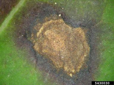 Cercospora fungi (Cercospora spp. ) on hydrangea (Hydrangea spp. ) - 5430030