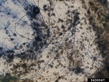 Phytophthora blight (Phytophthora capsici ) on gourd (Cucurbita spp. ) - 5430047