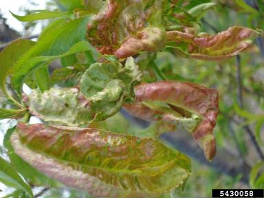 peach leaf curl (Taphrina deformans ) on peach (Prunus persica ) - 5430058