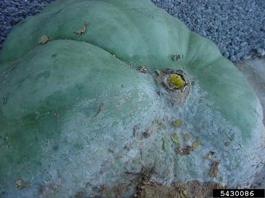 Phytophthora blight (Phytophthora capsici ) on gourd (Cucurbita spp. ) - 5430086