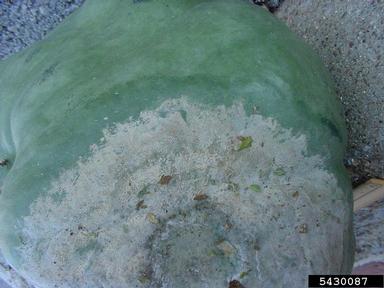Phytophthora blight (Phytophthora capsici ) on gourd (Cucurbita spp. ) - 5430087