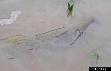 flooding/high water,    (Abiotic: Other abiotic damage) - 5430122