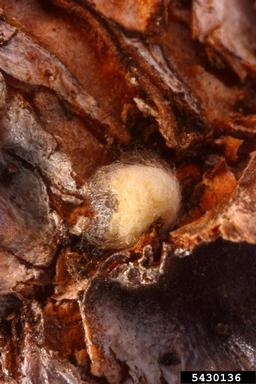 ponderosa pine twig scale (Matsucoccus bisetosus ) on ponderosa pine (Pinus ponderosa ) - 5430136