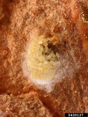 ponderosa pine twig scale (Matsucoccus bisetosus ) on ponderosa pine (Pinus ponderosa ) - 5430137
