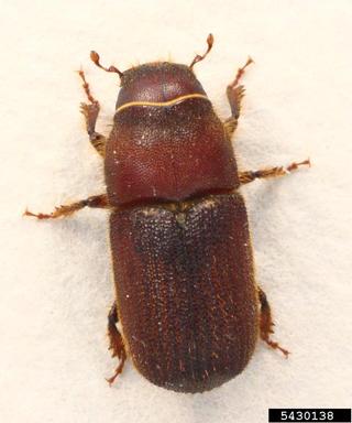 red turpentine beetle, Dendroctonus valens  (Coleoptera: Curculionidae) - 5430138