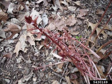 spring coralroot, Corallorhiza wisteriana  (Orchidales: Orchidaceae) - 5430169