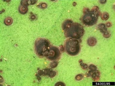 Florida red scale (Chrysomphalus aonidum ) on holly (Ilex spp. ) - 5430195