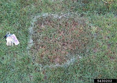 Rhizoctonia damping-off, blight and rot (Rhizoctonia solani ) on perennial ryegrass (Lolium perenne ) - 5430202