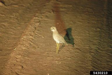 spotted dikkop, Burhinus capensis  (Ciconiiformes: Burhinidae) - 5430210