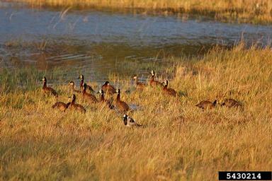 white-faced whistling-duck, Dendrocygna viduata  (Anseriformes: Dendrocygnidae) - 5430214