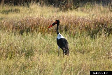 saddle-billed stork, Ephippiorhynchus senegalensis  (Ciconiiformes: Ciconiidae) - 5430219
