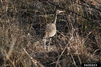 red-crested korhaan, Lophotis ruficrista  (Gruiformes: Otididae) - 5430223
