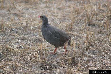 red-billed francolin, Francolinus adspersus  (Galliformes: Phasianidae) - 5430225