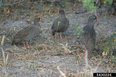 red-billed francolin, Francolinus adspersus  (Galliformes: Phasianidae) - 5430226