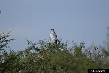 pale chanting goshawk, Melierax canorus  (Ciconiiformes: Accipitridae) - 5430229