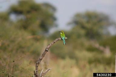 swallow-tailed bee-eater, Merops hirundineus  (Coraciiformes: Meropidae) - 5430230