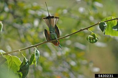 Bohm's bee-eater, Merops boehmi  (Coraciiformes: Meropidae) - 5430231