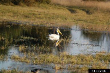 pink-backed pelican, Pelecanus rufescens  (Ciconiiformes: Pelecanidae) - 5430234