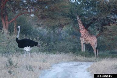 ostrich, Struthio camelus australis (Struthioniformes: Struthionidae) - 5430240
