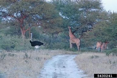 ostrich, Struthio camelus australis (Struthioniformes: Struthionidae) - 5430241