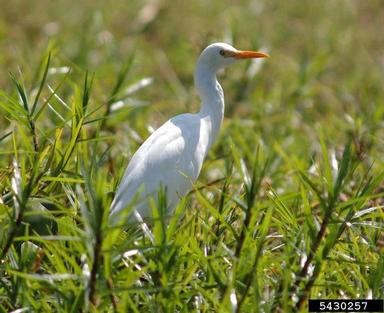 cattle egret, Bubulcus ibis  (Ciconiiformes: Ardeidae) - 5430257