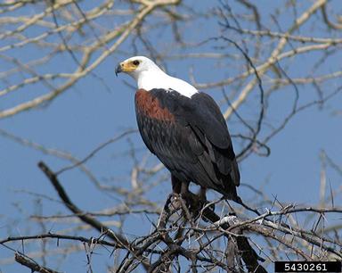 African fish eagle, Haliaeetus vocifer  (Ciconiiformes: Accipitridae) - 5430261