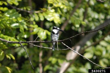 pied kingfisher, Ceryle rudis  (Coraciiformes: Cerylidae) - 5430271